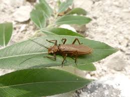 Attēlu rezultāti vaicājumam “Plecoptera”