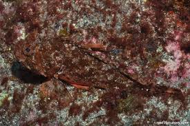 Image result for Scorpaena porcus