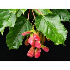 Attēlu rezultāti vaicājumam “Acer tataricum”