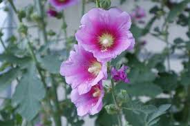 Image result for Stockrose