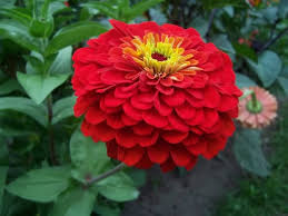 Image result for Zinnia elegans
