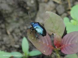 Attēlu rezultāti vaicājumam “Zicrona caerulea”