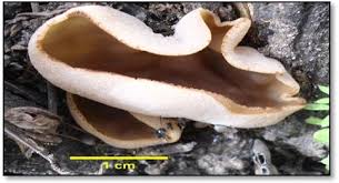 Attēlu rezultāti vaicājumam “Peziza repanda”