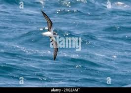 Image result for Pterodroma feae