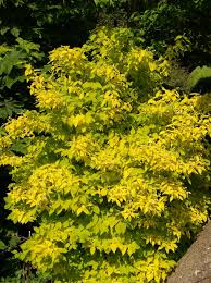 Attēlu rezultāti vaicājumam “Philadelphus coronarius leaf”