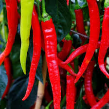 Afbeeldingsresultaat voor turkish cayenne hot pepper