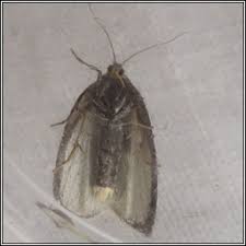 Attēlu rezultāti vaicājumam “Aphelia paleana”