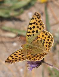 Attēlu rezultāti vaicājumam “Argynnis laodice female”
