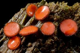 Attēlu rezultāti vaicājumam “Scutellinia scutellata”