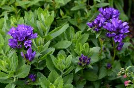 Attēlu rezultāti vaicājumam “Campanula glomerata leaf”