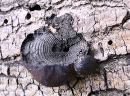 Attēlu rezultāti vaicājumam “Daldinia concentrica”