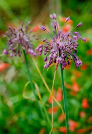 Attēlu rezultāti vaicājumam “Allium oleraceum flower”