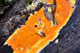 Attēlu rezultāti vaicājumam “Ceriporia”