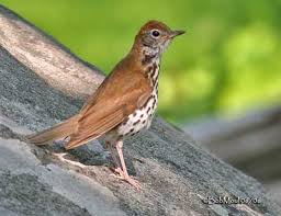 Attēlu rezultāti vaicājumam “Passeriformes”