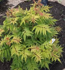 Attēlu rezultāti vaicājumam “Sorbaria sorbifolia”