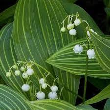 Attēlu rezultāti vaicājumam “Convallaria majalis”