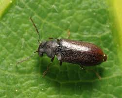 Attēlu rezultāti vaicājumam “Anobiidae”