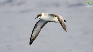 Image result for Puffinus puffinus