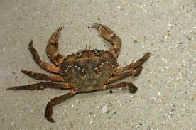 Image result for Carcinus maenas