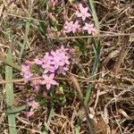Attēlu rezultāti vaicājumam “Centaurium littorale leaf”
