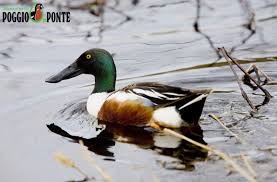 Attēlu rezultāti vaicājumam “Anas clypeata”