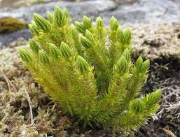 Attēlu rezultāti vaicājumam “Huperzia selago”