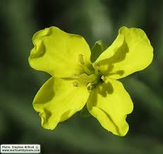 Attēlu rezultāti vaicājumam “Diplotaxis tenuifolia bud”