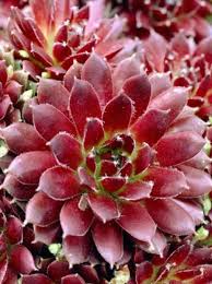 Image result for echtes Hauswurz