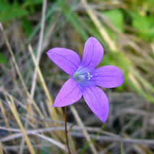 Image result for Campanula patula
