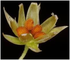 Attēlu rezultāti vaicājumam “Stellaria holostea fruit”