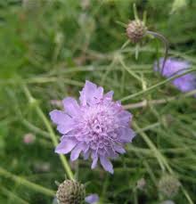 Image result for Scabiosa canescens