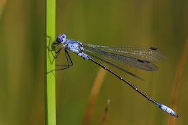 Attēlu rezultāti vaicājumam “Odonata”