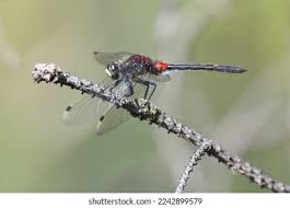 Attēlu rezultāti vaicājumam “Leucorrhinia dubia male”