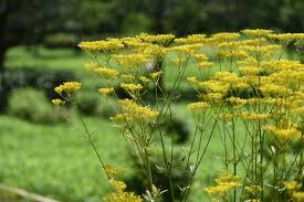 Attēlu rezultāti vaicājumam “Valerianaceae”