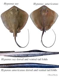 Image result for Hypanus americanus