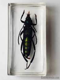 Attēlu rezultāti vaicājumam “Aromia moschata”