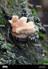 Attēlu rezultāti vaicājumam “Antrodiella”