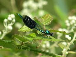 Attēlu rezultāti vaicājumam “Calopteryx splendens”