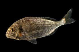 Image result for Sparus aurata