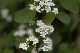 Attēlu rezultāti vaicājumam “Cotoneaster multiflorus”