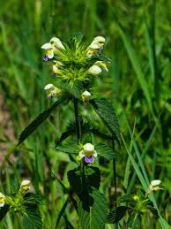 Attēlu rezultāti vaicājumam “Galeopsis speciosa leaf”