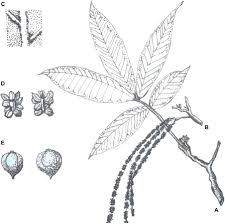 Attēlu rezultāti vaicājumam “Juglans mandshurica female flower”