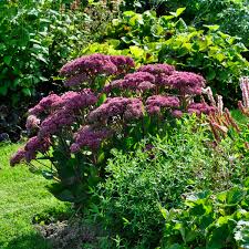 Attēlu rezultāti vaicājumam “Sedum pallidum bud”
