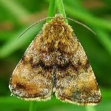 Attēlu rezultāti vaicājumam “Panemeria tenebrata”