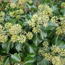 Attēlu rezultāti vaicājumam “Hedera helix  flower”