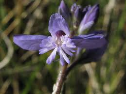 Attēlu rezultāti vaicājumam “Polygala amarella”