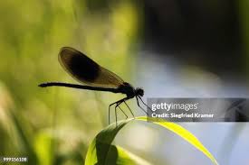 Attēlu rezultāti vaicājumam “Calopteryx virgo male”