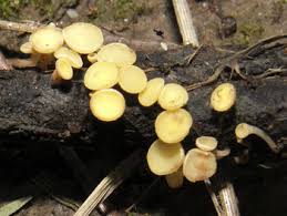 Attēlu rezultāti vaicājumam “Hymenoscyphus fructigenus var. coryli”