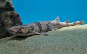 Image result for Scyliorhinus stellaris