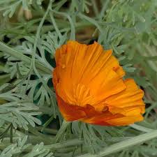 Attēlu rezultāti vaicājumam “Eschscholzia californica fruit”